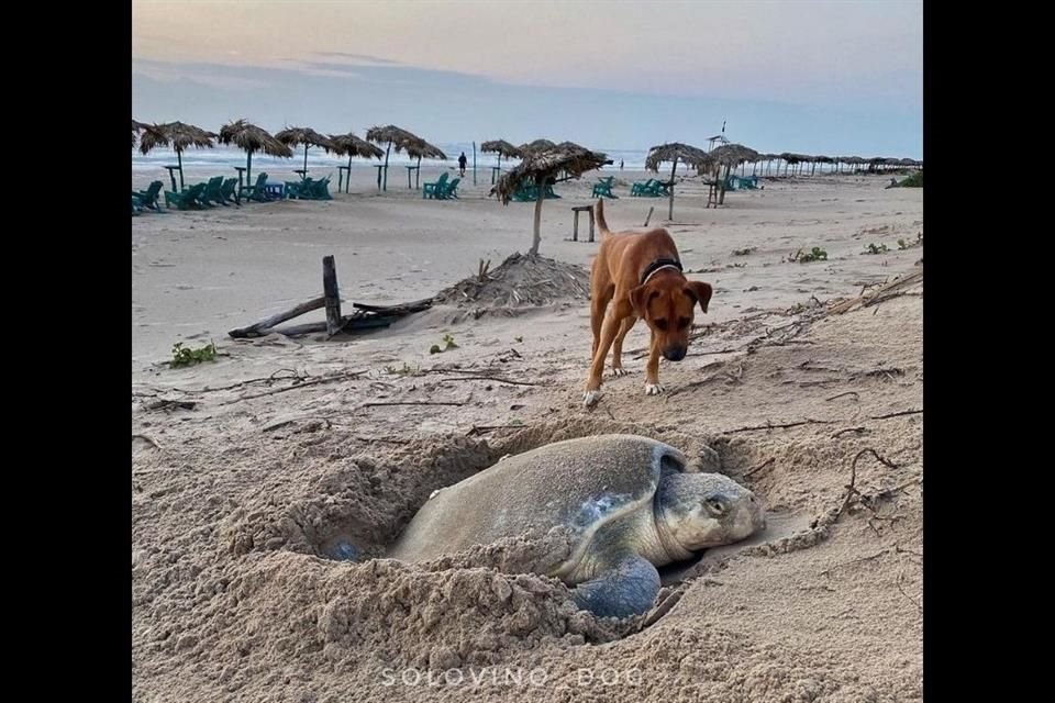 La cuenta de 'Solovino' publicó un par de fotografías de una tortuga lora desovando mientras el can la observa con curiosidad.
