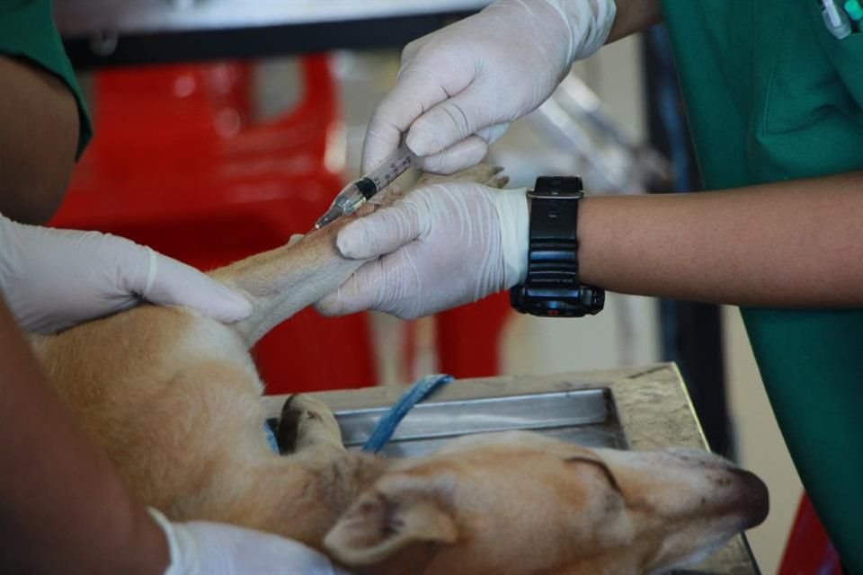 Un estudio reveló que el Covid-19 cambió la percepción en EU de las vacunas, escepticismo que se ha extendido... a mascotas.