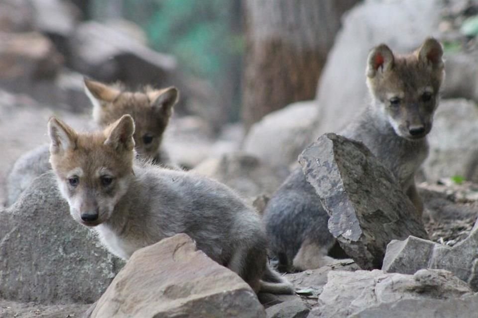 Los nombres de los cinco cachorros de lobo mexicano que nacieron en el Zoológico de Chapultepec serán elegidos en una votación pública.