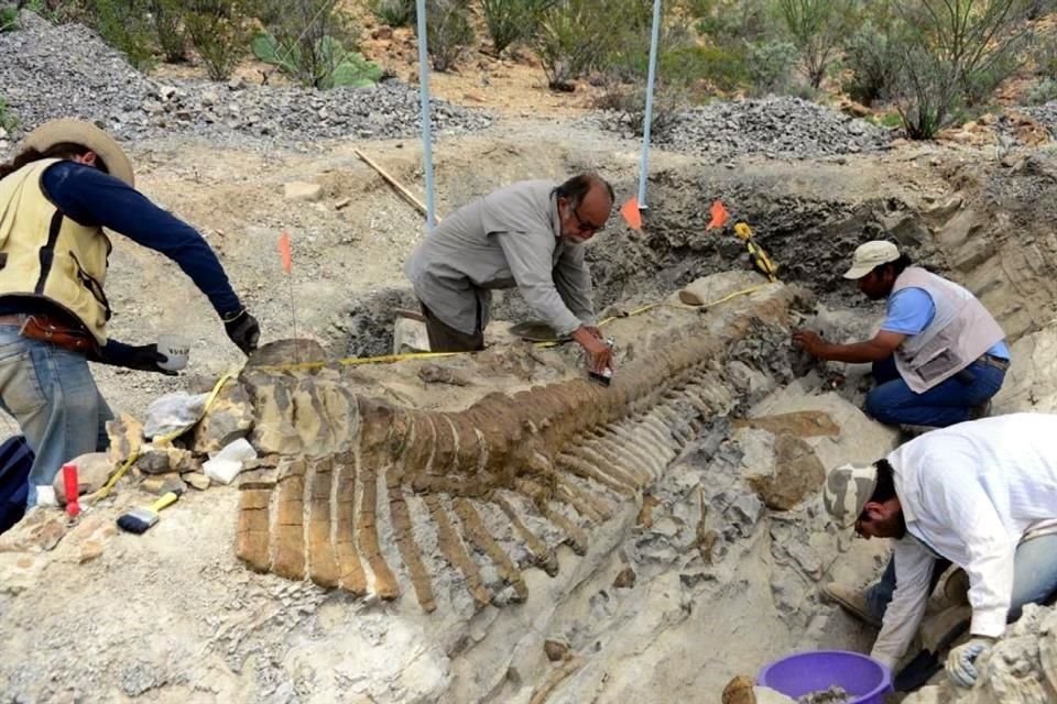 El equipo de investigadores del INAH y de la UNAM recuperó en 2013 la cola articulada del dinosaurio, de 5 metros.