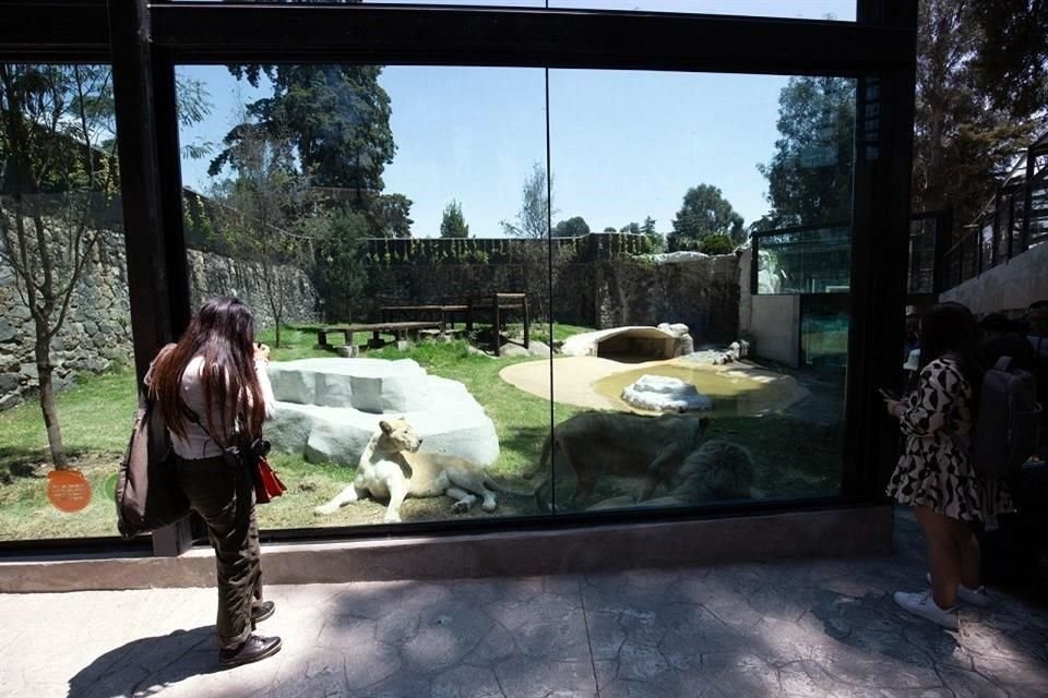 Es la nueva casa de los leones rescatados de la fundación Black Jaguar.