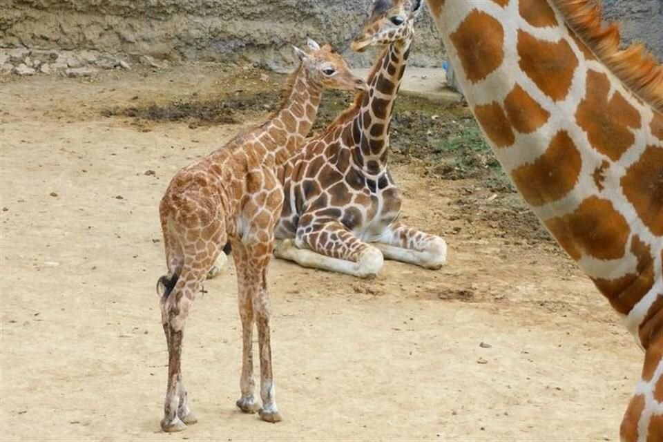 'Adelita' es el nombre que recibió la jirafa del Zoológico de Chapultepec que nació el 20 de noviembre, tras una encuesta en línea.