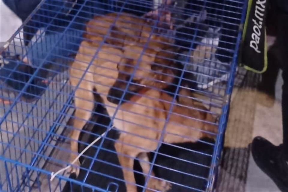 'Tuvo como resultado el hallazgo de tres animales, en aparentes condiciones de maltrato, por lo que fueron asegurados y trasladados a un centro de atención', indicó la FGJ.