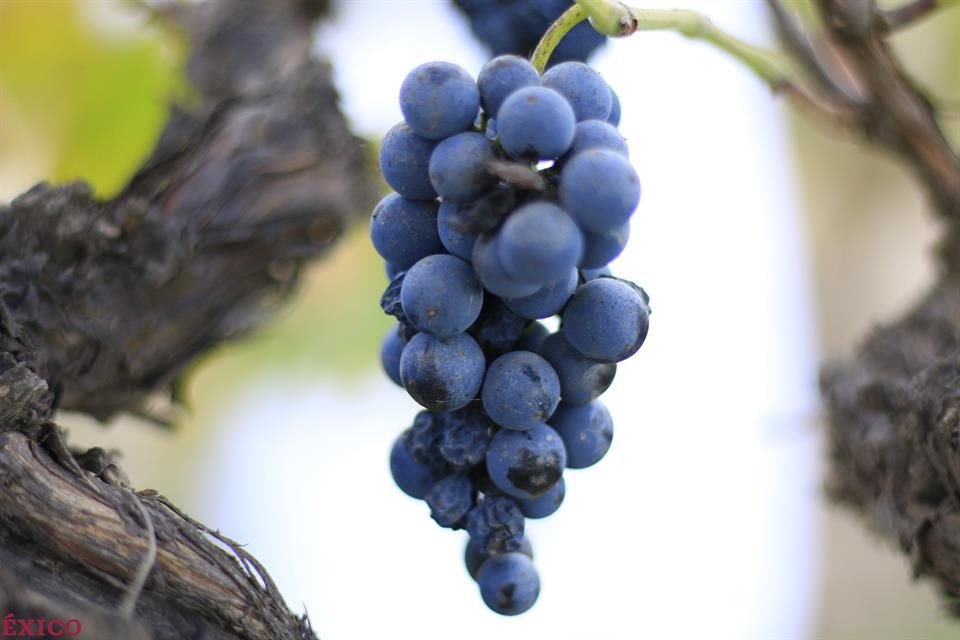 La superficie dedicada a las viñas, ya sea para la producción de vino o de uva de mesa, disminuyó por tercer año consecutivo.