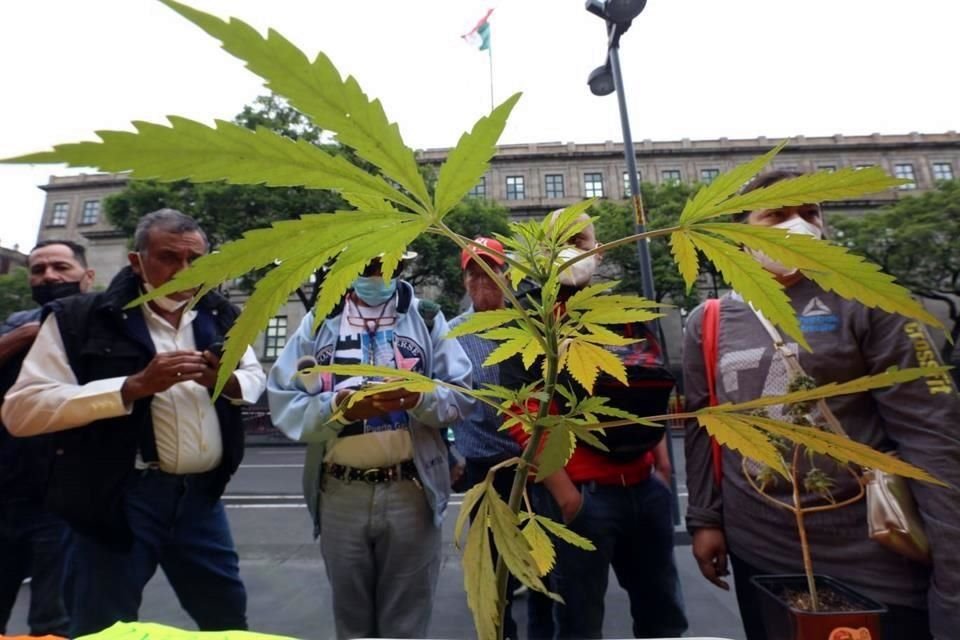 Plantas de mariguana en el plantón 420 instalado frente a la sede de la Corte.