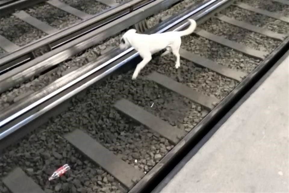 'El usuario manifestó que no se percató de que su mascota lo siguió al interior de la estación, sin embargo, al verlo en las vías, no dudó en pedir apoyo a los oficiales de policía', dijo el Metro.