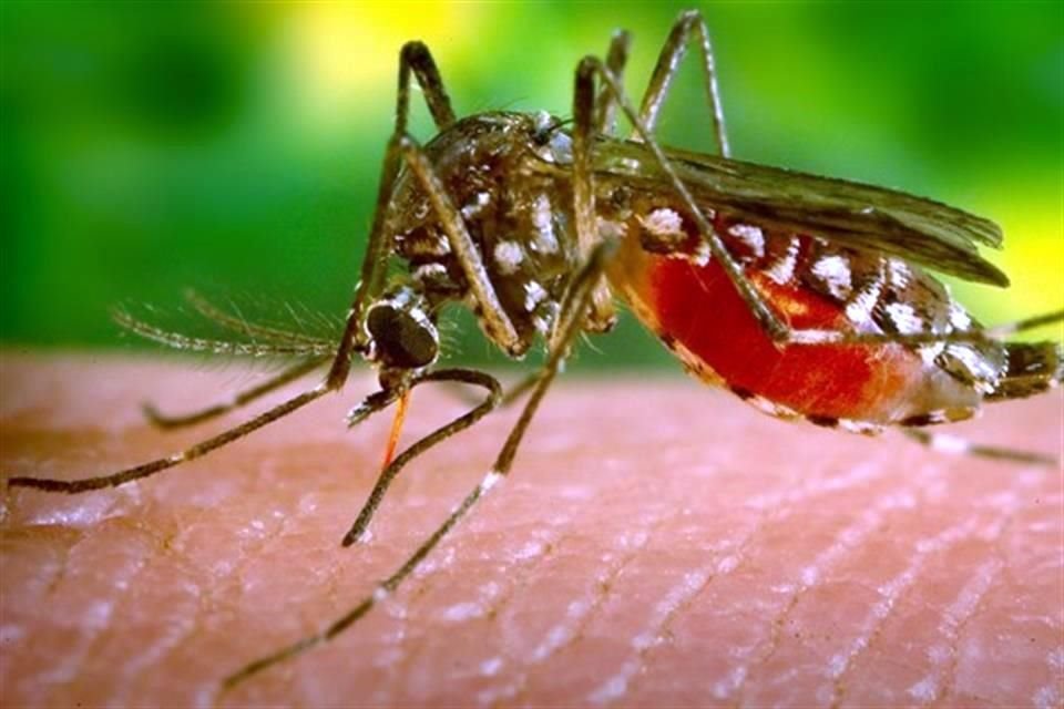 El Sistema Nacional de Vigilancia Epidemiológica de la Ssa reportó el primer caso de Zika en 2024 en México.