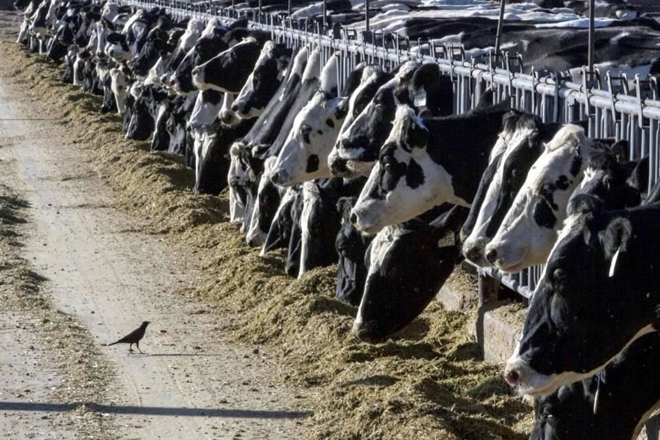 La semana pasada trascendieron en Estados Unidos los primeros casos de gripe aviar en vacas lecheras.
