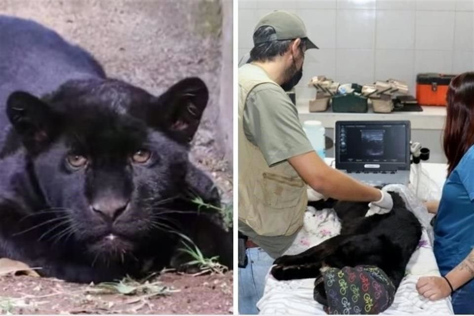 La cachorra de jaguar murió luego de días con problemas de salud tras quedarse en medio de descargas de aguas negras en el Zoológico de Morelia, Michoacán.