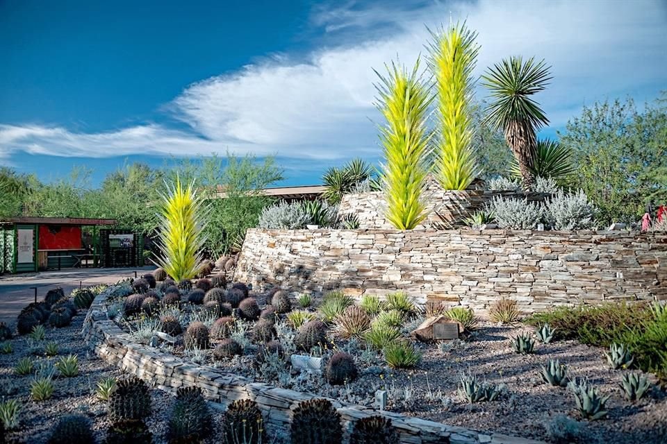 Phoenix / Jardín botánico del desierto.