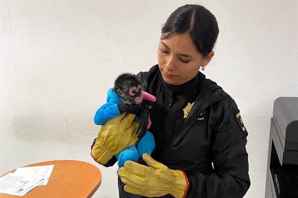 Un mono fue rescatado en el operativo y puesto en resguardo de la Brigada de Vigilancia Animal.