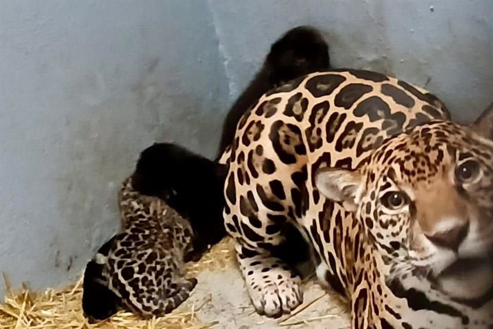 'Se espera que en las próximas semanas los pequeños jaguares comiencen a explorar su entorno bajo el cuidado de su madre', reportó.