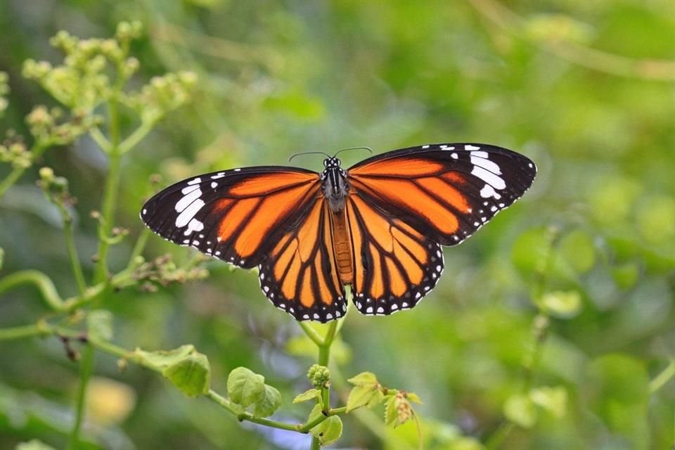 El cambio climático es la principal amenaza para las mariposas monarca, aunque persisten peligros como el uso de glifosato, según estudio.