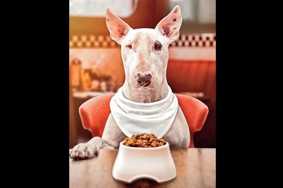 Los alimentos y porciones para las mascotas deben determinarse por un médico veterinario según la historia clínica del animal.