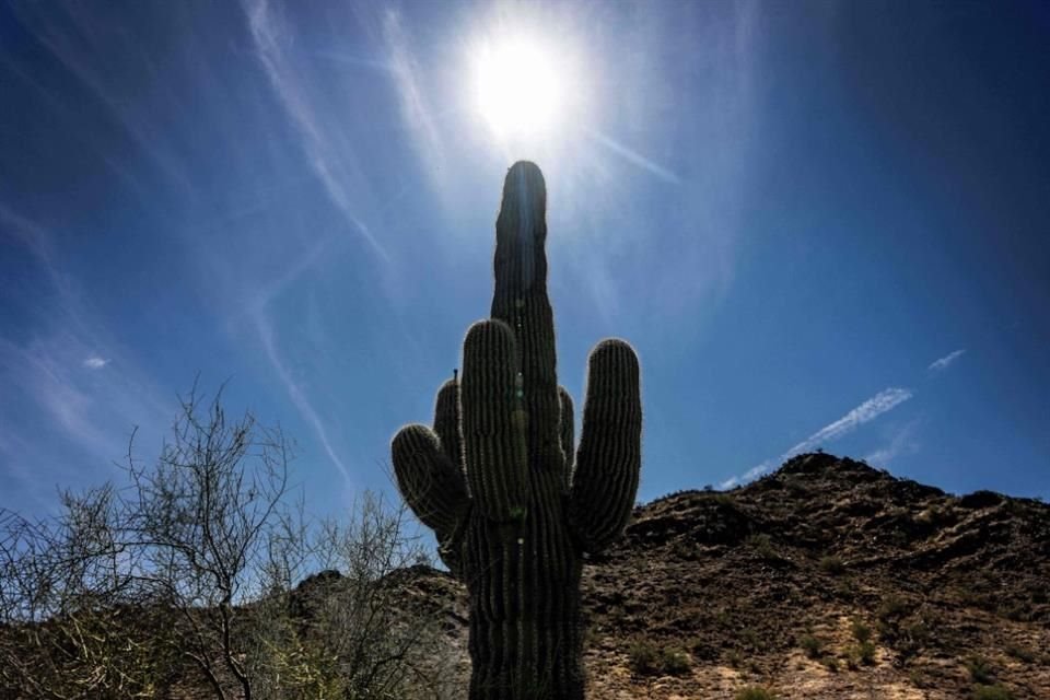 El sol brilla detrás de un cactus en Phoenix, Arizona, el 7 de junio del 2024.