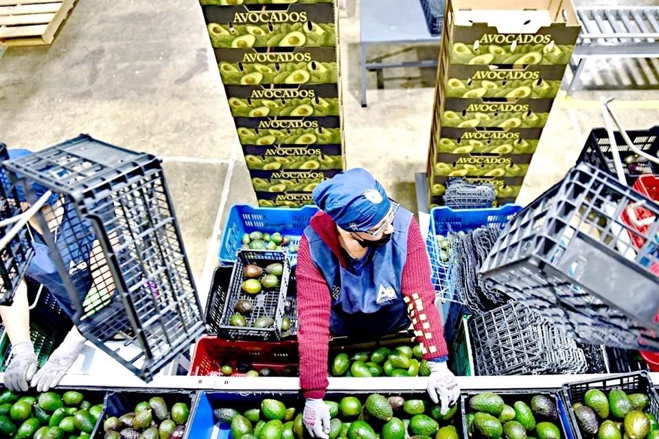 Departamento de Agricultura de EU suspendió importaciones de aguacate mexicano debido a agresiones a inspectores en Aranza, Michoacán.