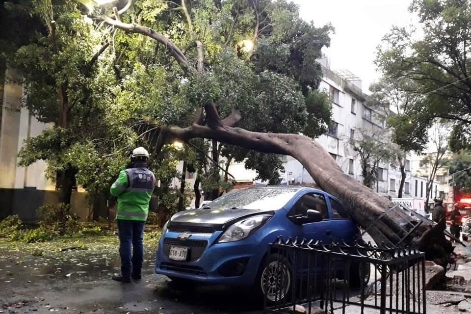 En Cuauhtémoc, un árbol de unos 15 metros de altura cayó sobre un auto en calle Tomas Alba Edison, en la Tabacalera, sin dejar lesionados.