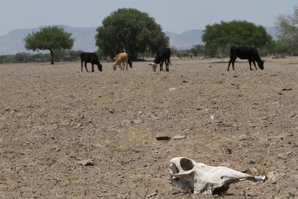 De acuerdo con la Conagua, al corte del 15 de junio, 45 municipios padecen sequía extrema, 49 en condición severa y 30 en moderada.