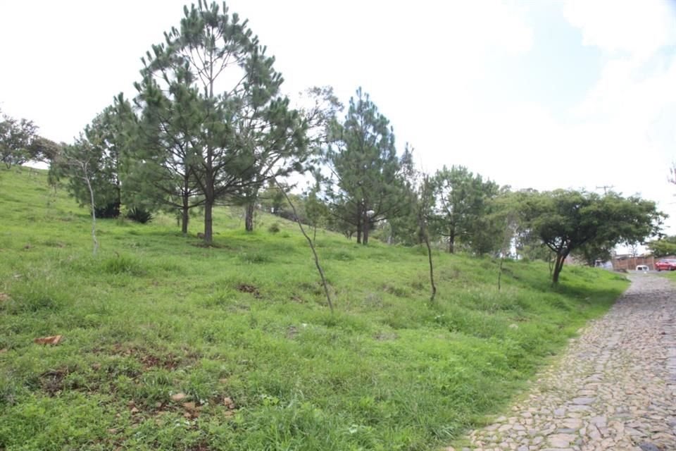 Por iniciativa de la agrupación Defendamos el Cerro de la Reina en Tonalá, este domingo 21 de julio se realizará una jornada de reforestación abierta al público.