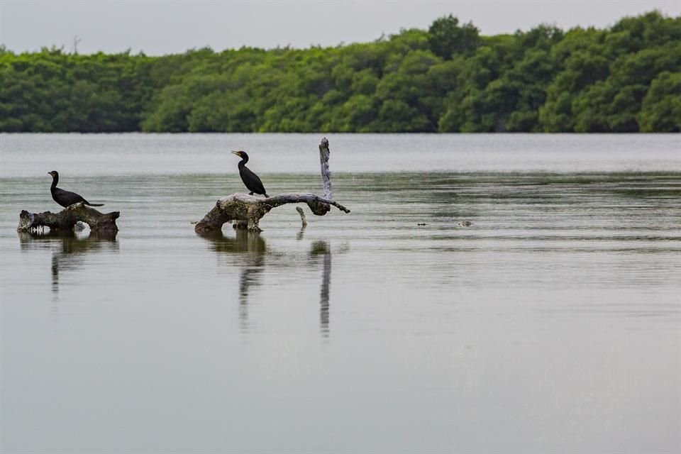 El especialista precisó que estos ecosistemas sirven como refugio de aves migratorias.