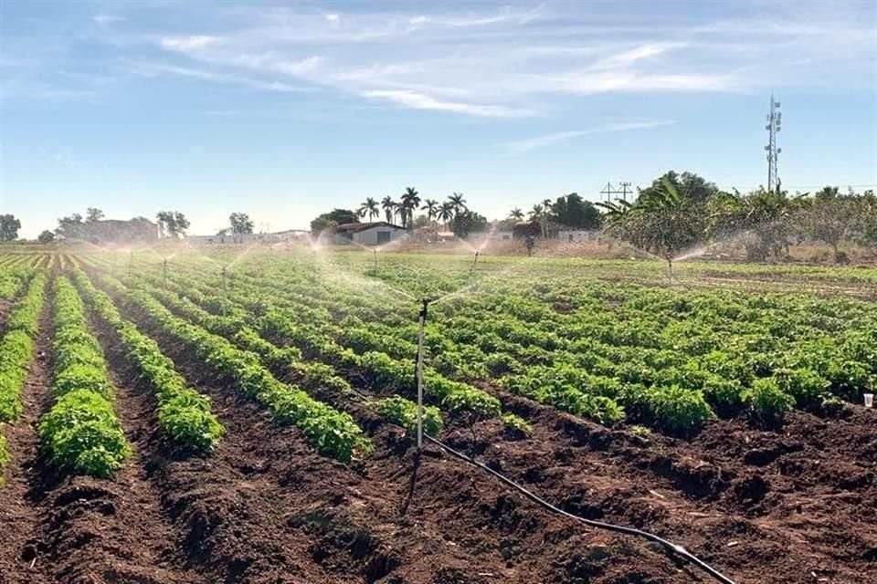 El 63% de los cultivos de riego en México enfrenta un nivel de riesgo extremadamente alto en materia de estrés hídrico, advierte una estimación del Instituto de Recursos Mundiales.