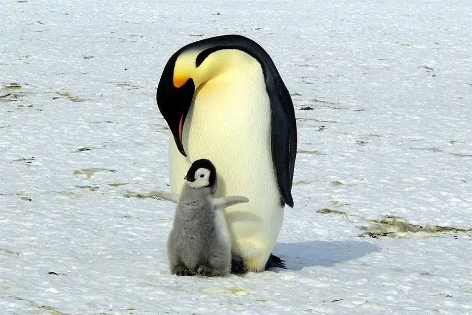 El 98% de las colonias de pingüinos emperador podrían desaparecer este siglo, por lo que EU busca enlistarlos como especie amenazada.