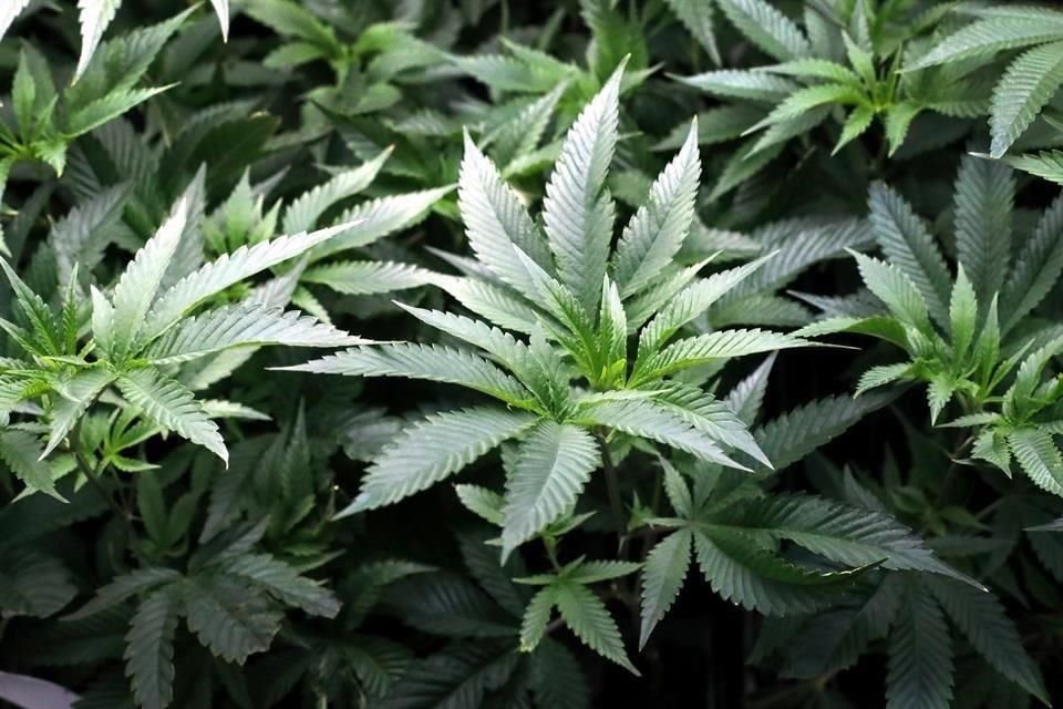 Ante retrasos e incumplimiento en Congreso para legalizar consumo recreativo de cannabis, la Corte anularía artículos que la prohíben.