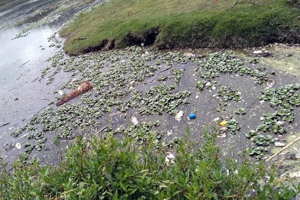Una investigadora del IPN señaló que los posibles motivos de la mortandad de peces en la Presa Madín son el exceso de contaminantes y la falta de oxigenación.