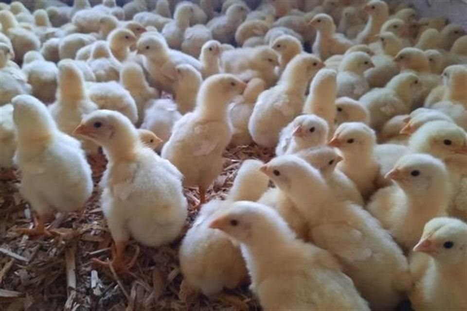 Entre enero y junio de este año, el valor de las importaciones desde México de productos avícolas y derivados de huevo alcanzó un monto de 44.5 millones de dólares, lo que representó un aumento de 208.2 por ciento respecto al mismo periodo del año pasado.