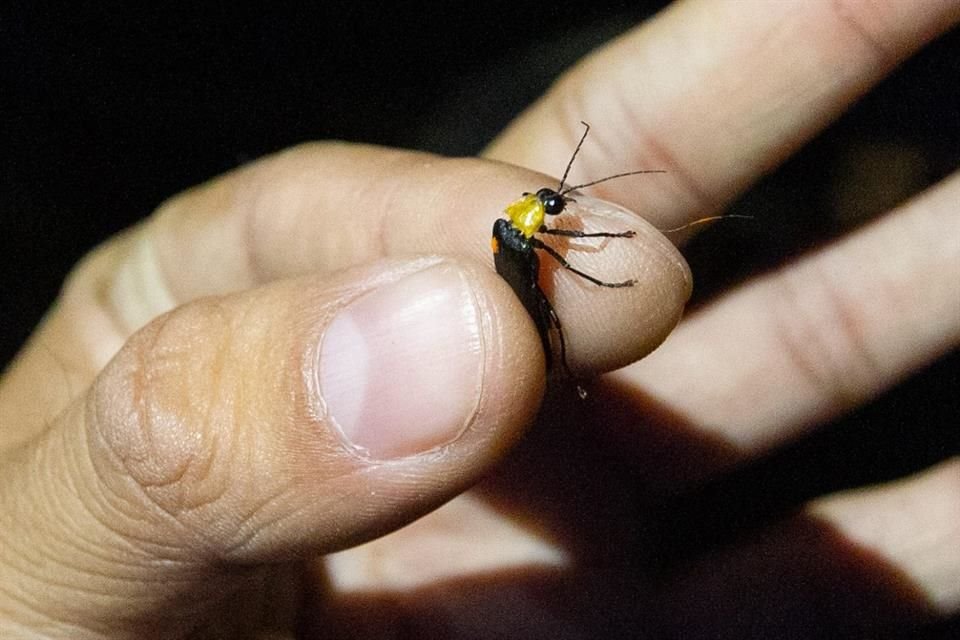 Al menos 17 tipos de luciérnagas habitan la Capital; todavía el año pasado se halló una nueva especie.