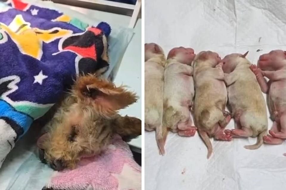 'Cereza' es una perrita embarazada que sobrevivió a la explosión de una pipa en Iztapalapa, Ciudad de México. Para no poner en riesgo la vida de sus cachorros, se le practicó una cesárea.