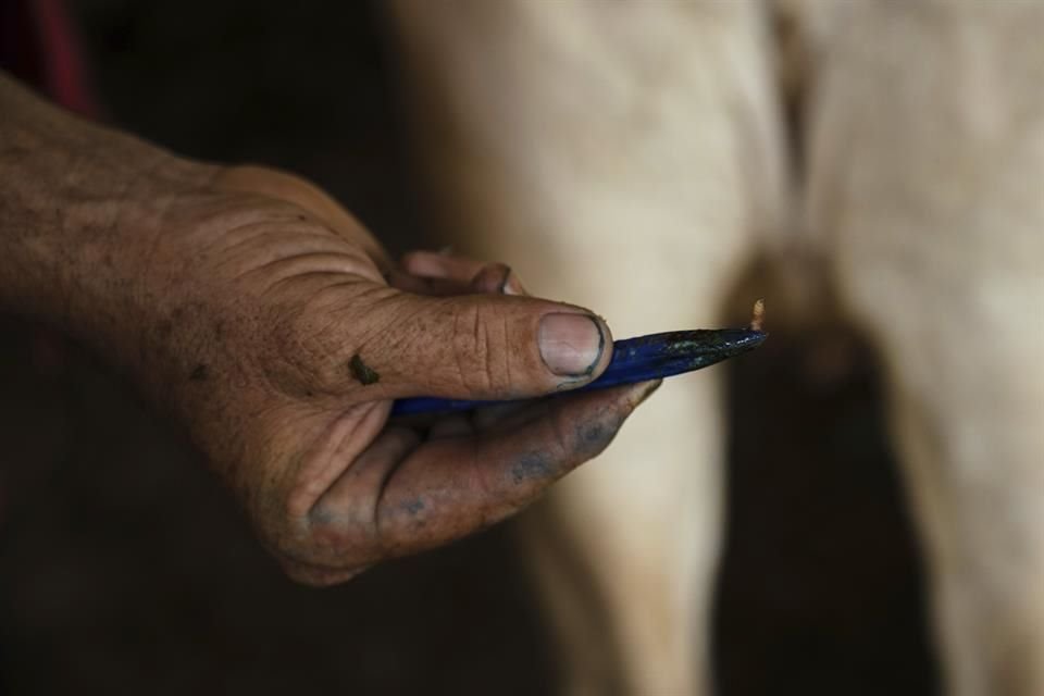 Sin embargo, para la Asociación Mexicana de Productores de Carne (AMEG), las nuevas medidas adoptadas tras la declaratoria de emergencia nacional la semana pasada han generado una sobrerregulación en la movilización de ganado.