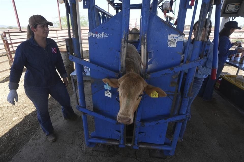 La Secretaría de Agricultura explicó que las larvas se encontraban en una fase temprana, lo que implica que no hay posibilidad de aparición de la mosca.