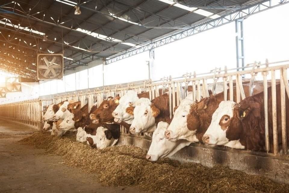 La ganadería avanza en México a costa de ecosistemas e incrementa su aporte a las emisiones de gases de efecto invernadero, advirtió Sader.